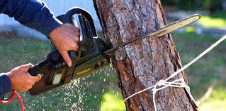 Best Commercial Tree Services  in Menlo Park Terrace, NJ