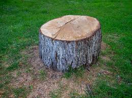 Best Tree Removal  in Menlo Park Terrace, NJ