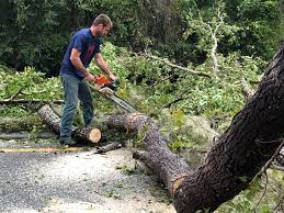 Best Stump Grinding and Removal  in Menlo Park Terrace, NJ