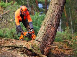 Best Lawn Drainage Solutions  in Menlo Park Terrace, NJ