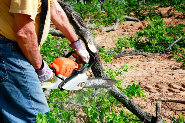 Best Tree Mulching  in Menlo Park Terrace, NJ
